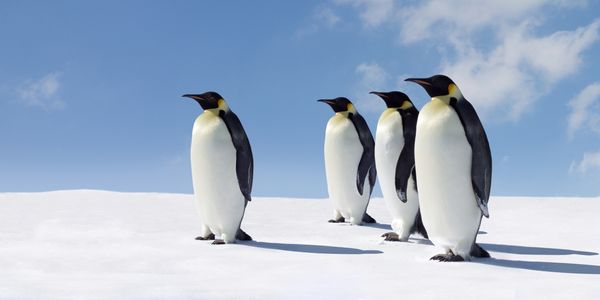 Hipmunk founders launch Flight Penguin to take on Kayak in metasearch