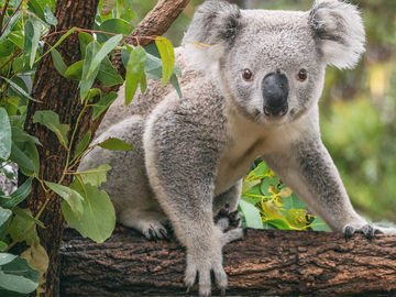 Big Red Group, Ecotourism Australia partner for sustainable tourism