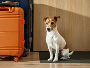 dog-friendly-travel-snaptrip-group-acquisitions