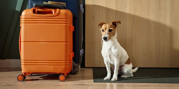 dog-friendly-travel-snaptrip-group-acquisitions