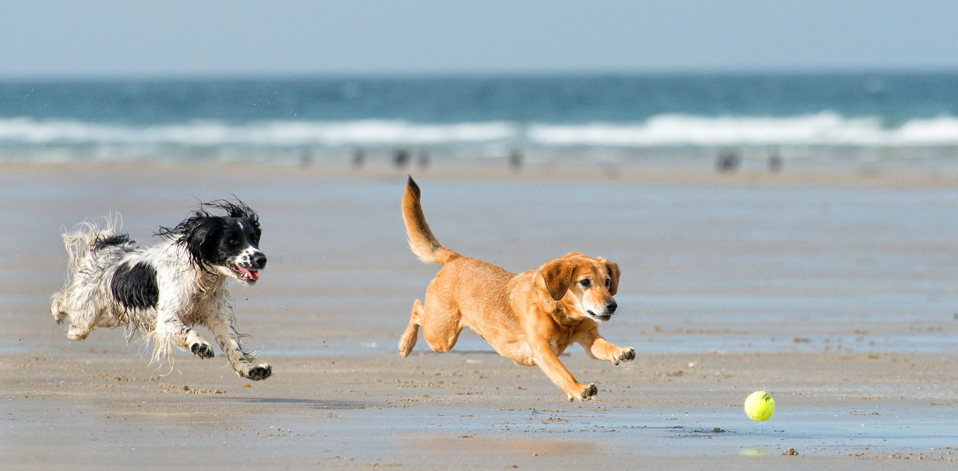 aviasales-op-ed-loyalty