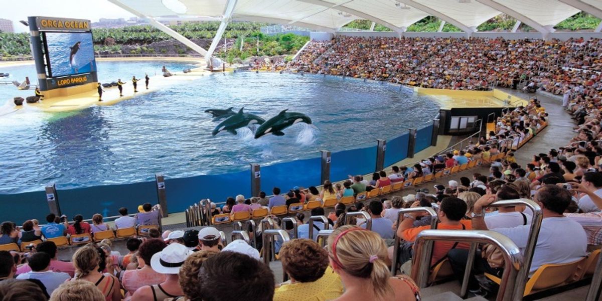 TripAdvisor ends sale and promotion of all captive dolphin and