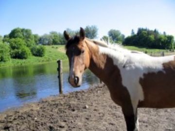 Total Price Hotel--You can lead a horse to water...