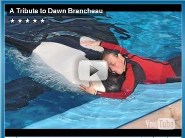 SeaWorld posts video tribute to trainer