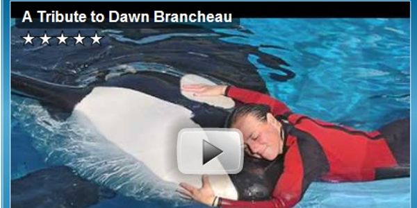 SeaWorld posts video tribute to trainer