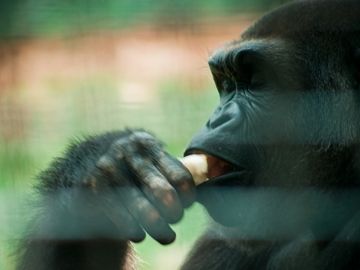 Are online travel agency schemes just new ways of feeding bananas to the gorilla?
