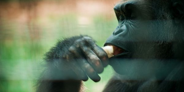 Are online travel agency schemes just new ways of feeding bananas to the gorilla?