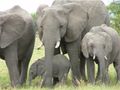 Elephants courting the industry again - time for more disruption?