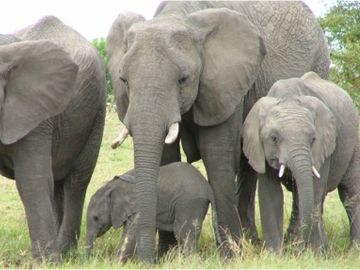 Elephants courting the industry again - time for more disruption?