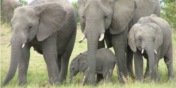 Elephants courting the industry again - time for more disruption?