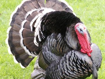 Alert move: Travelocity to tweets from airports about Thanksgiving travel