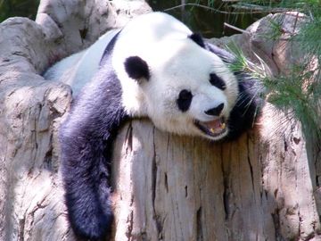 Expedia: 6 ways for affiliates to combat Google Panda spankings