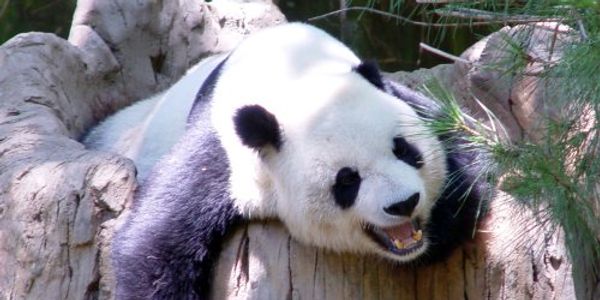 Expedia: 6 ways for affiliates to combat Google Panda spankings