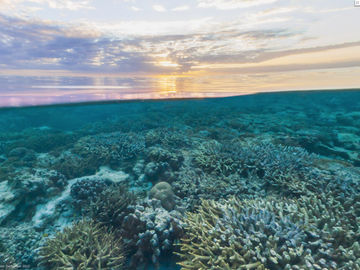 Google Maps deep dives into the world's great underwater landscapes