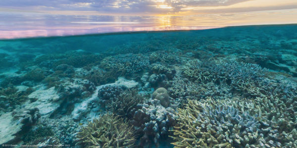 Google Maps deep dives into the world's great underwater landscapes