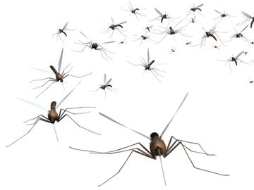 Mobile big data used to track spread of malaria via travellers