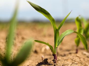Startups should learn to farm as well as hunt