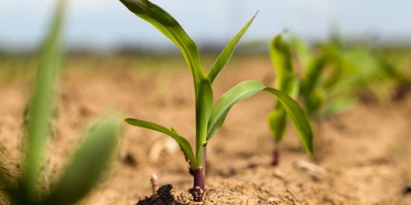Startups should learn to farm as well as hunt