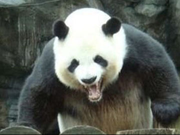 Three years on from Google Panda, many travel sites struggle with traffic