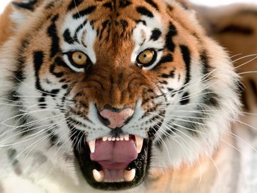 Tiger goes hunting for eDreams - teacup storm or something more?