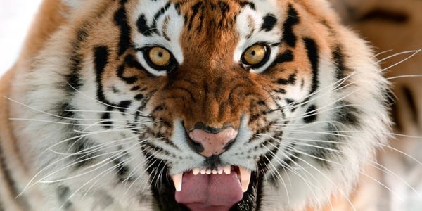 Tiger goes hunting for eDreams - teacup storm or something more?