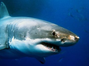 Amadeus identifies corporate shark as key business travel segment