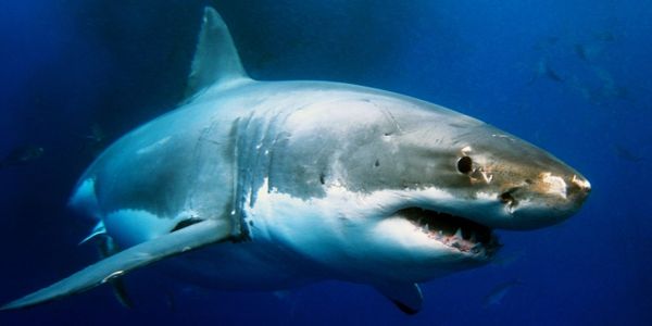 Amadeus identifies corporate shark as key business travel segment
