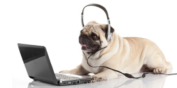 Why are internet years like dog years?