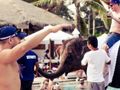 Thailand attraction ignites social media storm with elephant picture on Facebook