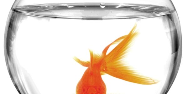 An Expedia take on tackling the attention span of a goldfish