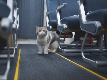 Thomas Cook Airlines gets cute with cats in latest digital-only campaign