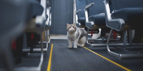Thomas Cook Airlines gets cute with cats in latest digital-only campaign