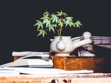 My 420 Tours has high expectations for the future of cannabis tourism in the US