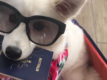 Unisys aims to ease the travel experience for pets and their humans