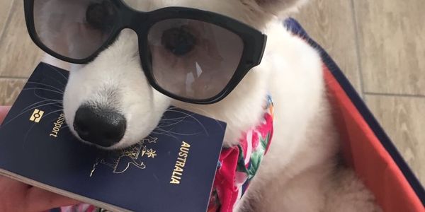 Unisys aims to ease the travel experience for pets and their humans