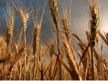 Make hay while the Google Flights sun doesn't shine