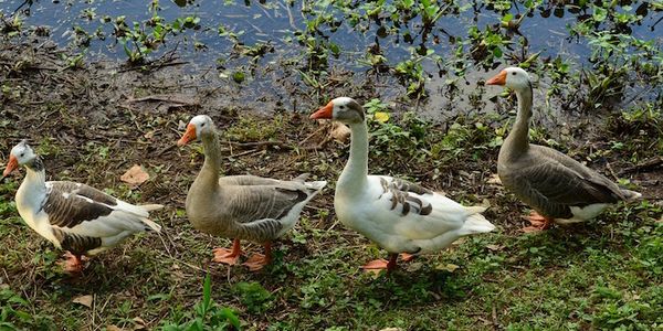 Following the leader - Booking.com ahead in the online travel stakes