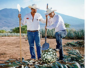 agave planters