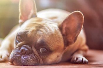How to Bring Your Dog to Work Without Causing Chaos