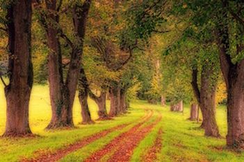 How to Get Healthier and Happier With Mother Nature's Help