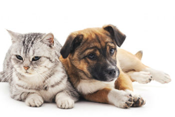 5 Properties for Pet-Friendly Meetings