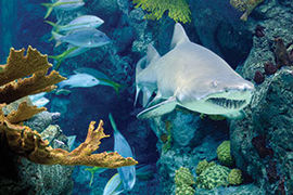Wild Dolphin Cruise Aquarium