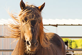 Santa Fe Horses