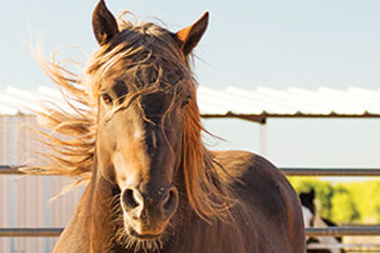 Santa Fe Horses