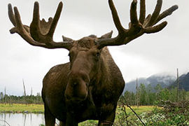 Alaska moose stock