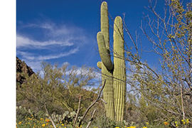 Saguaro cacti stock