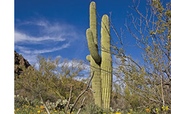 Saguaro cacti stock