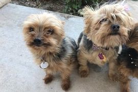 'Meet the Hotel Dogs' at the Hyatt Regency Tamaya Resort