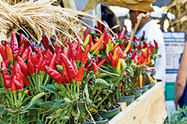 Farmers markets Sacramento