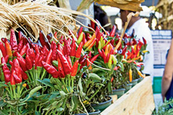 Farmers markets Sacramento